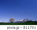 小岩井の一本桜と岩手山