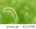ねこじゃらし