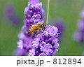 みつばち