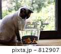 猫と金魚 猫と金魚