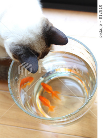 猫と金魚 猫と金魚