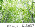 ブナの群生林