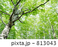 原生林