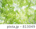 ブナの群生林