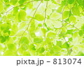 さわやか新緑