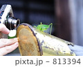 バッタを接写するカメラと女性の手