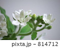 ブルースターの白