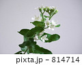 ブルースターの白