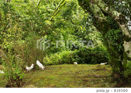 平和台公園 林 鳩