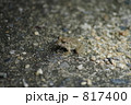 ツチガエル