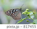 リュウキュウアサギマダラ