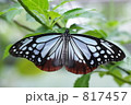 アサギマダラチョウ