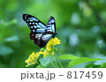 アサギマダラチョウ