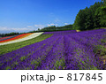 中富良野の花畑