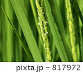 稲の花