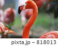 フラミンゴ