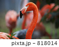 フラミンゴ