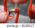 フラミンゴ