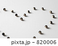 風船葛の種