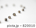風船葛の種