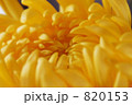 菊