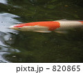 素材ナンバー 820865 : 「錦鯉」