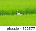 水田で佇む放鳥トキ13番カズミちゃん 822577