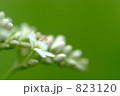 蕎麦の花