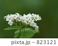 蕎麦の花