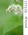 蕎麦の花