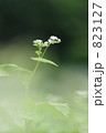 そばの花