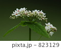 蕎麦の花