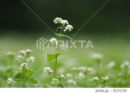 「そばの花」の写真素材