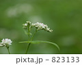 蕎麦の花