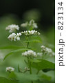 蕎麦の花