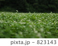 蕎麦畑