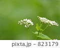 蕎麦の花