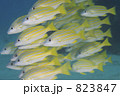 823847