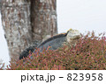 823958