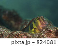 824081
