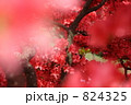 824325