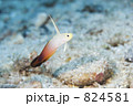 824581