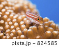 824585