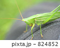 バッタ