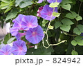 ひるがお