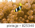 825340