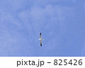 825426