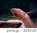 肺魚