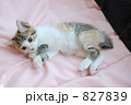 子猫ちゃん。。