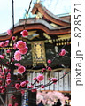 京都・北野天満宮の三光門と紅梅